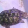 Afrikansk hjelmskildpadde (Pelomedusa subrufa)