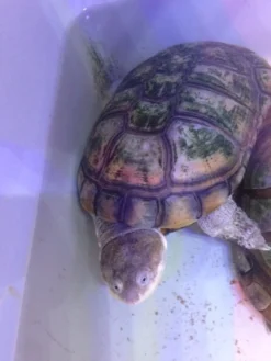 Afrikansk hjelmskildpadde (Pelomedusa subrufa)