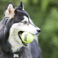 Air Squeaker tennisball Ø 6,4 cm - sjov bold med piv til hunde