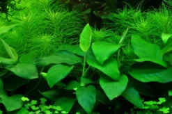 Anubias barteri var. nana Large potte