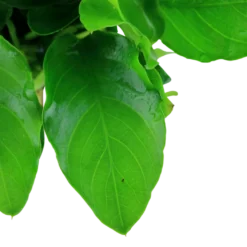 Anubias barteri var. nana Large potte