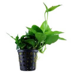 Anubias barteri var. nana Large potte