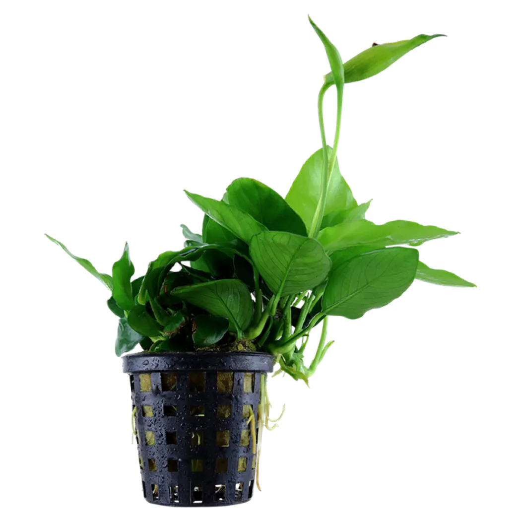 Anubias barteri var. nana Large potte