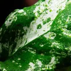 Anubias barteri var. nana Pinto potte