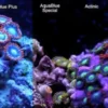 ATI T5 24 Watt Coral Plus 115 cm