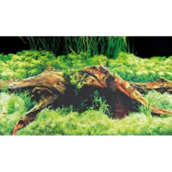 Baggrund til akvarium Beplantet og mos (50 cm høj) 120 cm