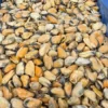 Blåmuslinger uden Skal - 1 kg (Frosne)