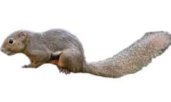 Callosciurus notatus plantain Egern