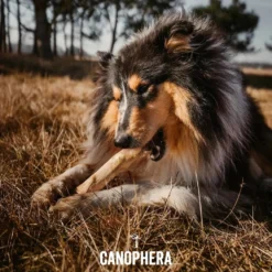 Canophera Kaffetræ XS - naturligt tyggelegetøj til små hunde