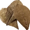 Catappa Leaves XL