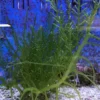 Caulerpa racemosa (alge til saltvand) Vindrue alge