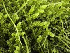 Caulerpa racemosa (alge til saltvand) Vindrue alge