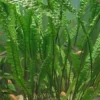 Cryptocoryne aponogetifolia (Hammerslået)