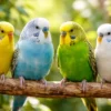 Engelsk Undulat unge (Melopsittacus undulatus)