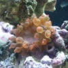 Entacmaea quadricolor Anemone Mix Farver