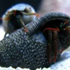 Eramitkrebs Clibanarius spp