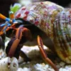 Eremitkrebs (Calcinus Laevimanus)