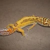 Eublepharis macularius Bell albino Leopardgekko