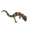 Eublepharis macularius Designer Leopardgekko - small/unger