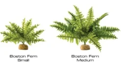 Exo Terra Boston Fern (lille)