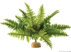 Exo Terra Boston Fern (medium)