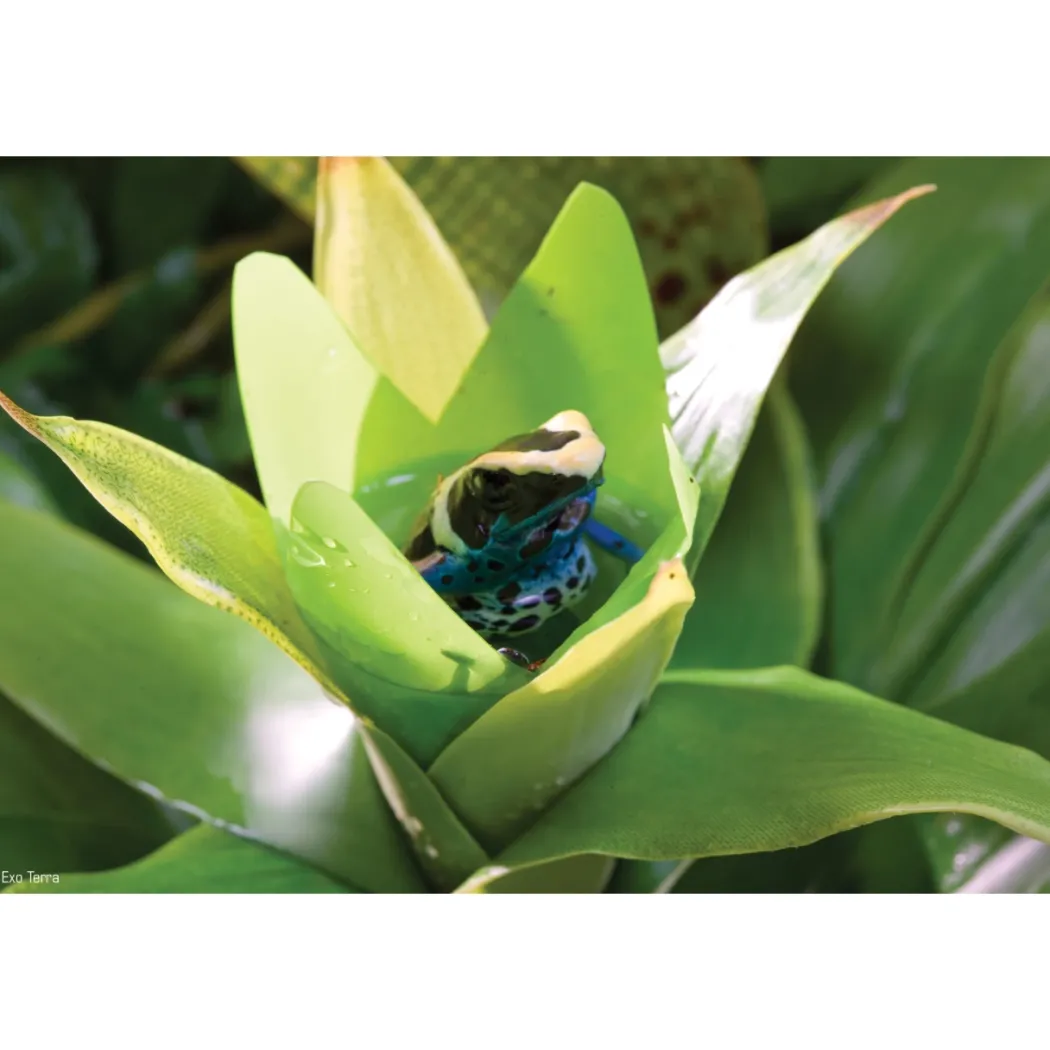 Exo Terra Bromelia Medium