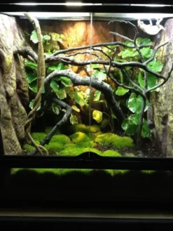 Exo Terra Jungle Træ stor