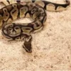 Exo Terra Snake Bedding 26,4 L