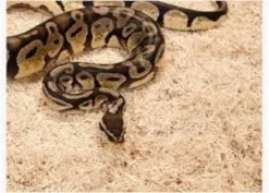 Exo Terra Snake Bedding 26,4 L