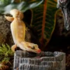 Exoterra Tiki vandskål 8x8x3 cm