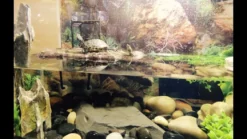 Exo Terra Turtle Bank med magnet lille
