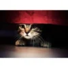 Feliway Classic Spray 20 ml