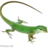 Feriepasning Anole pr påbegyndt uge