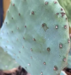 Figenkaktus til landskildpadder (Opuntia ficus indica)