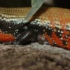 Flammeskink (Lepidothyris Fernandi)