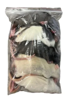 Frosne 6 uger Rotter 90-120 g 5 stk