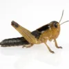 Græshoppe 1 stk Medium 3-4 cm