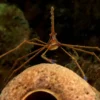 Gullinieret pilekrabbe (Stenorhynchus seticornis)