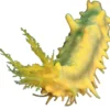 Gul Sø-agurk (Colochirus robustus)