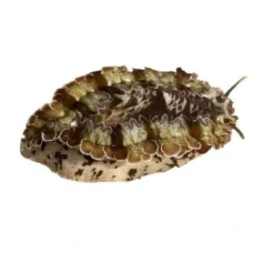Haliotis asinina Abalone 6-10 cm