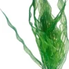 Hobby Aponogeton 25 cm