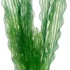 Hobby Aponogeton 39 cm