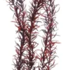 Hobby Eusteralis 39 cm