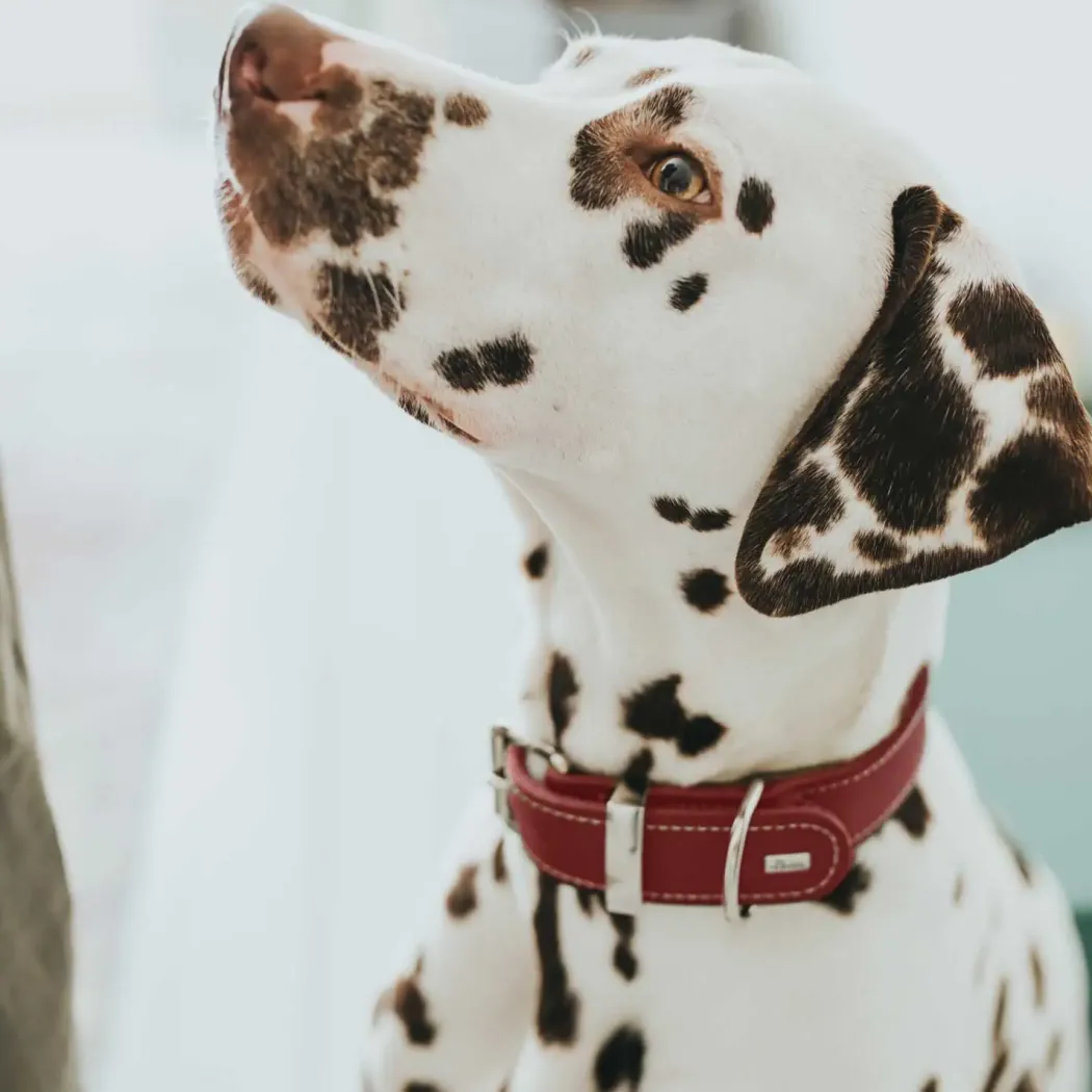 Hunter Aalborg Special Hundehalsbånd Rød 35 - 24-30 cm
