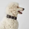 Hunter Aalborg 70 Special Mørkebrunt hundehalsbånd - 51-61 cm