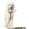 Hunter Aalborg Sport Oliven 32 hundehalsbånd - 24-29 cm