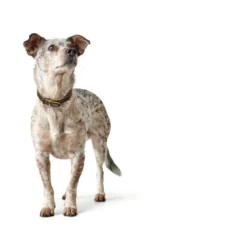 Hunter Aalborg Sport Oliven 42 hundehalsbånd - 32-38 cm