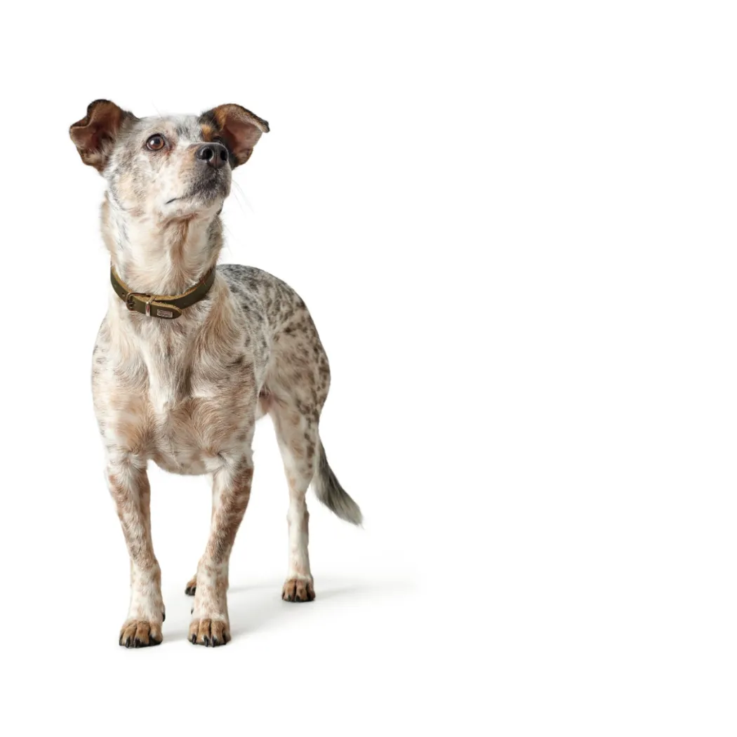 Hunter Aalborg Sport Oliven 52 hundehalsbånd - 38-47 cm