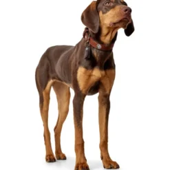 Hunter Cody 45 Cognac Mørkebrun hundehalsbånd - 33-39 cm
