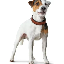 Hunter Cody 60 Cognac Mørkebrun hundehalsbånd - 46-52 cm